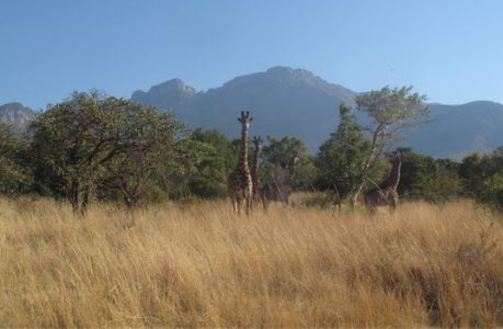 girafes afrique du sud savane