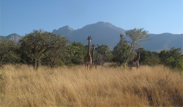 girafes afrique du sud savane