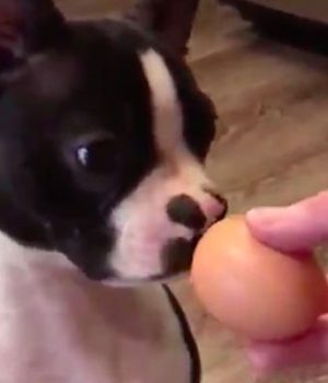 egg-challenge-chiens