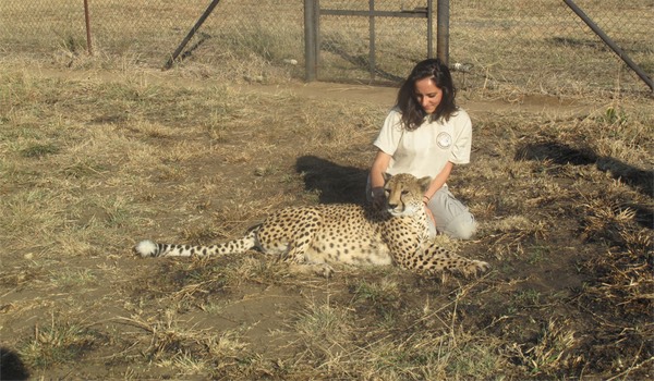 guépard savane centre réhabilitation