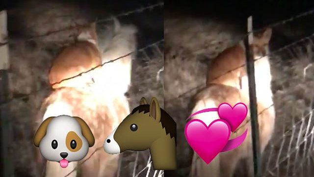 poney-corgi-video