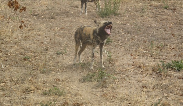 wild-dogs