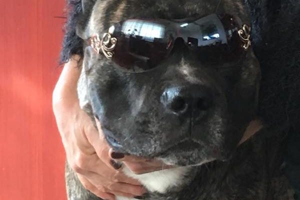 Maurice, sûrement le chien le plus stylé de France. Maurice, sûrement le chien le plus stylé de France.