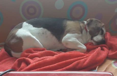 bb beagle bb beagle