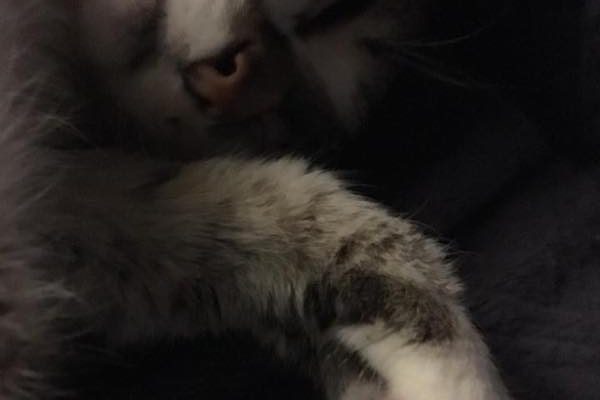 bb chat bb chat