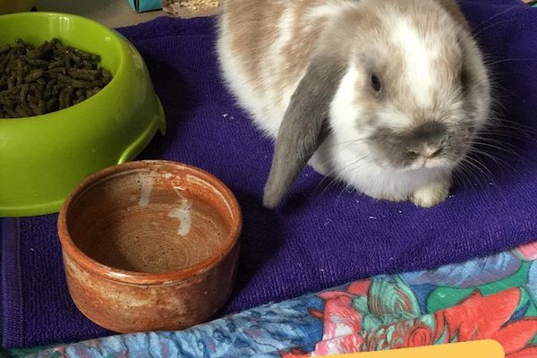 bestof com lapin box bestof com lapin box