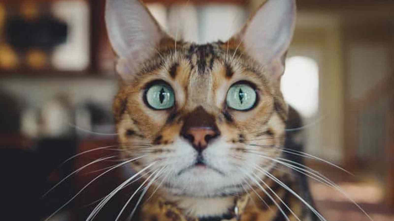 Pourquoi les chats font-ils tomber des objets ? - madmoiZelle