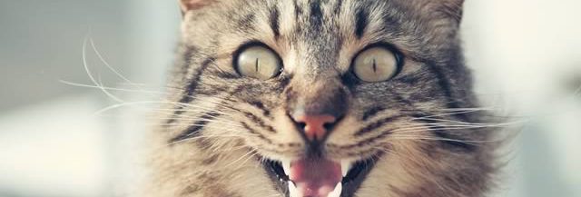 Mon Chat Mange Mes Plantes D Interieur Que Faire Mon Chat Mange Mes Plantes D Interieur Que Faire