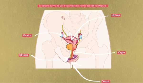 clitomerta