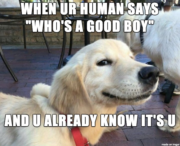 good-dog-boy