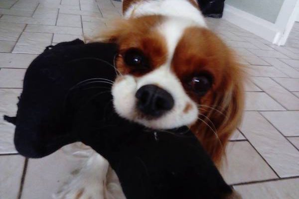 Voici Lola, c'est une cousine de Crispie, elle aussi Cavalier King Charles ! Voici Lola, c'est une cousine de Crispie, elle aussi Cavalier King Charles !