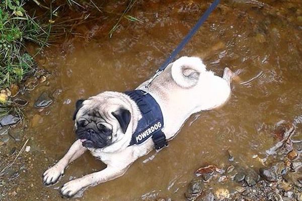 Pistache, petit pug qui se roule dans la boue. J'ose même pas imaginer le bain après.