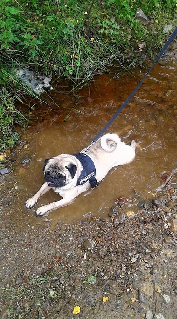 Pistache, petit pug qui se roule dans la boue. J'ose même pas imaginer le bain après.