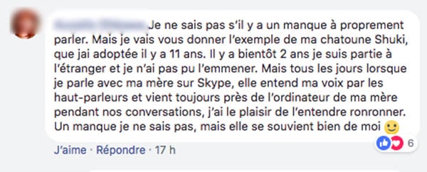 commentaire chat