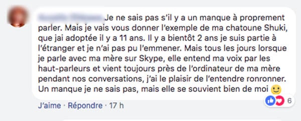 commentaire chat commentaire chat