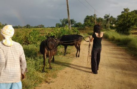 inde-4 inde-4