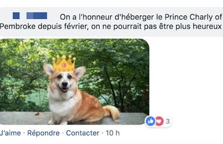 com chien 1 com chien 1