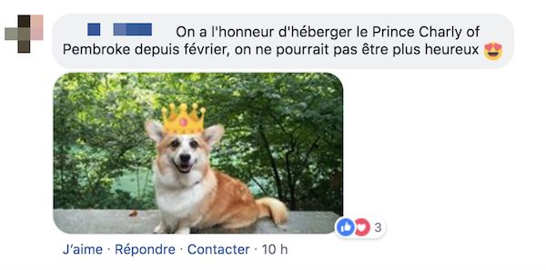 com chien 1 com chien 1