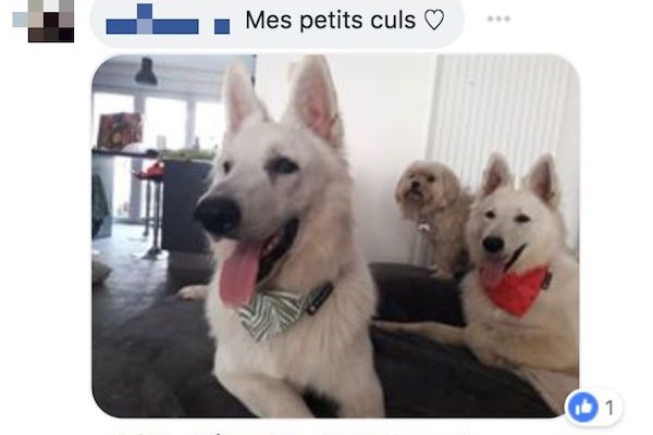 com chien 3 com chien 3