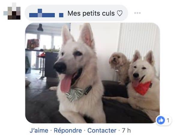 com chien 3 com chien 3