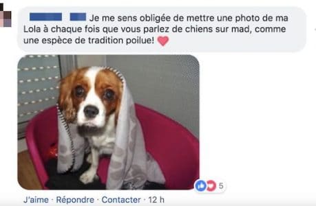 com chien 5 com chien 5
