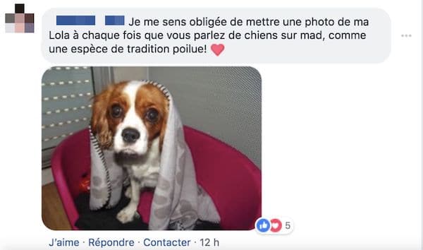 com chien 5 com chien 5