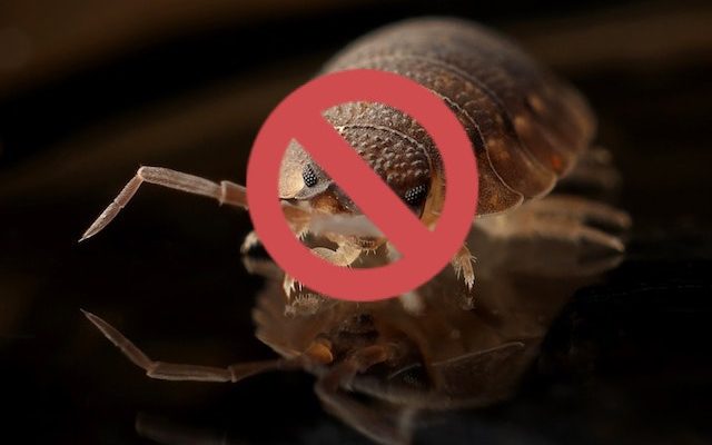 Une punaise de lit barrée d'un signe "interdit". Une punaise de lit barrée d'un signe "interdit".