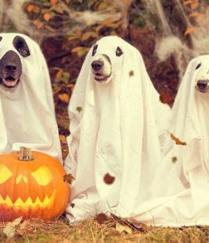 costume-halloween