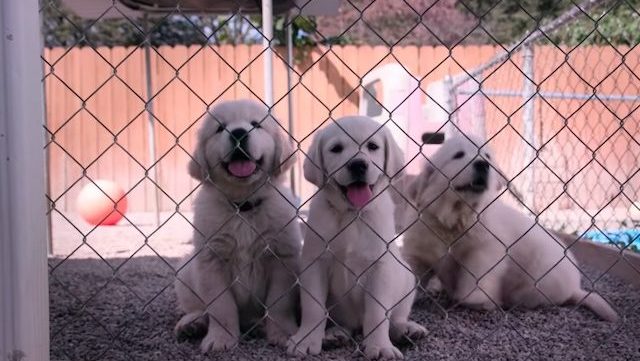 netflix-nos-amis-les-chiens-dogs-documentaire
