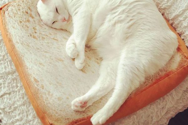 coussin pour chat coussin pour chat