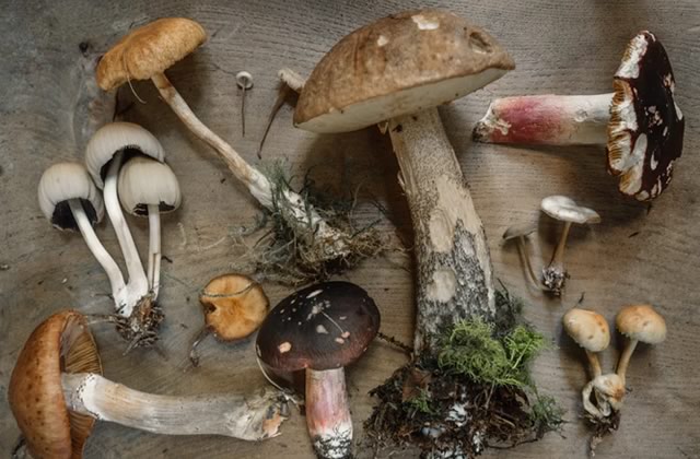aliments-decouverte