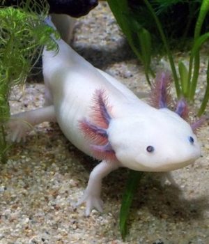 tout-sur-axolotl-esile