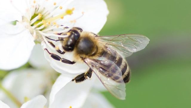 aider-abeilles