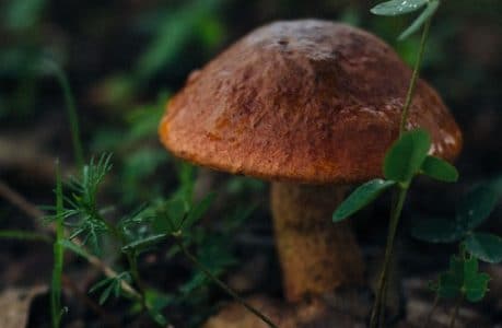 champignons champignons