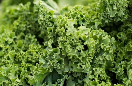 chou-kale chou-kale
