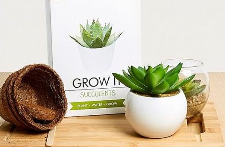 Kit pour succulentes, 10€ au lieu de 20€ Kit pour succulentes, 10€ au lieu de 20€