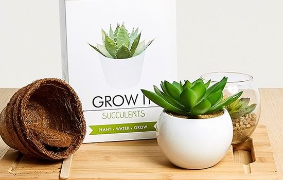 Kit pour succulentes, 10€ au lieu de 20€