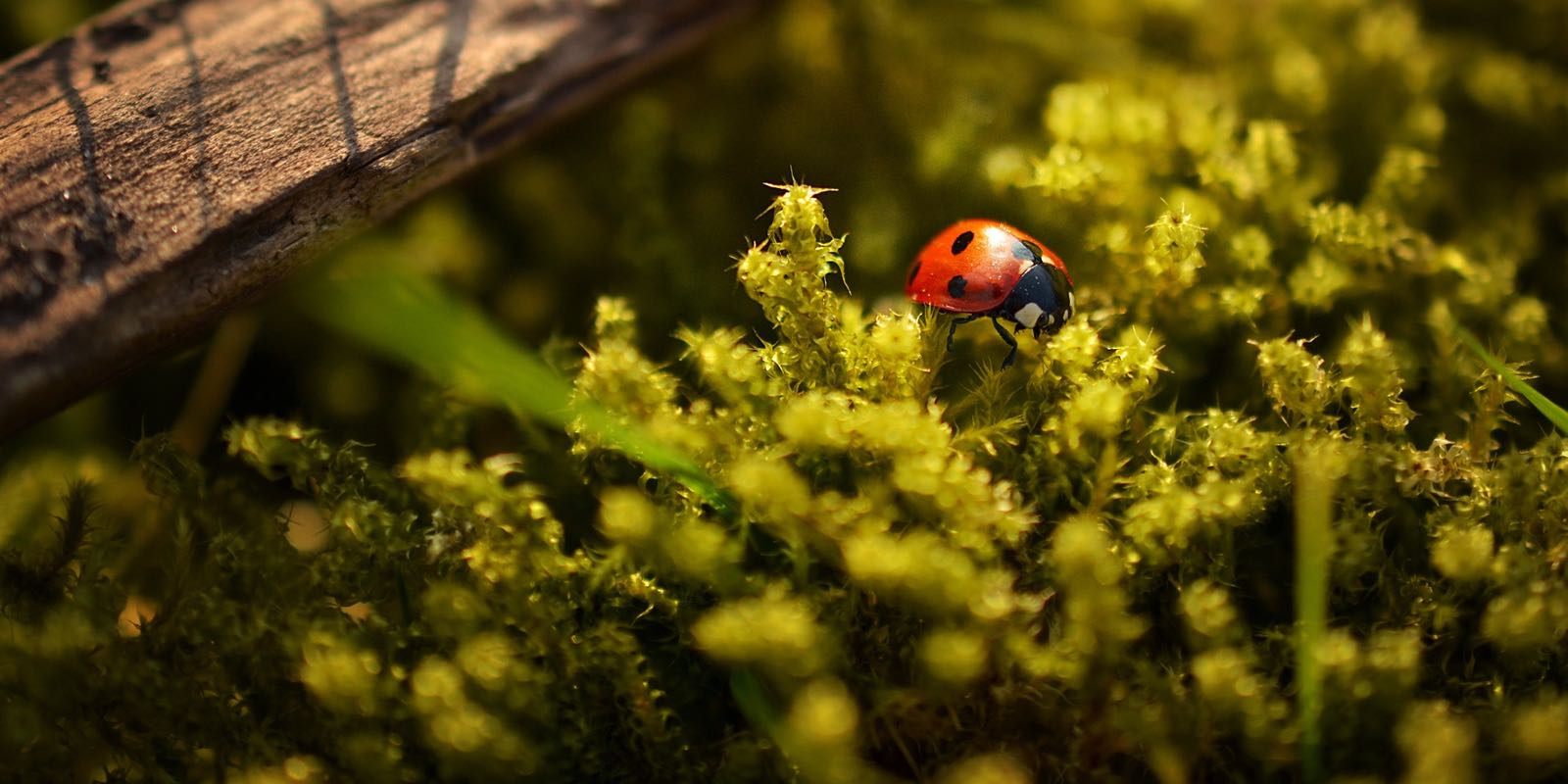 Vis mon job de vendeuse professionnelle de coccinelles Madmoizelle