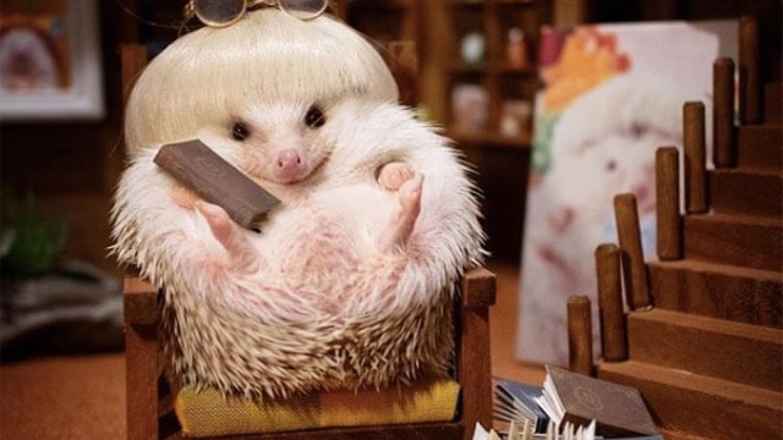 Darcy the flying hedgehog : le compte Instagram avec un hérisson à perruque