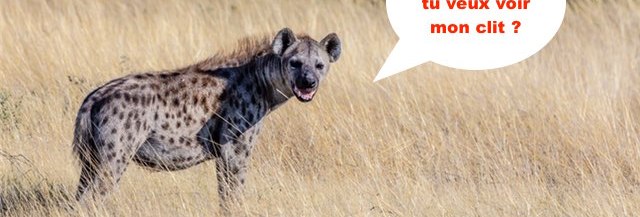 hyene-femelle-penis