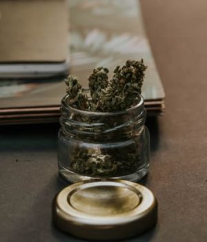 legalisation-cannabis-france