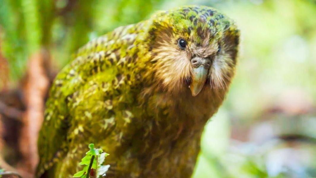 kakapo