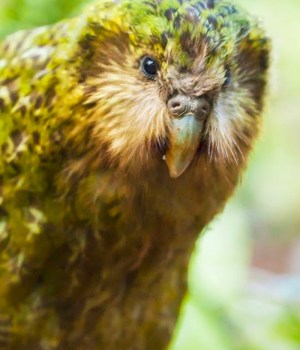 kakapo-vert