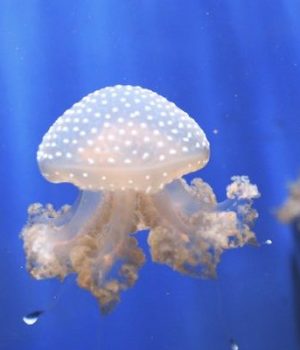 pipi-brulure-meduse