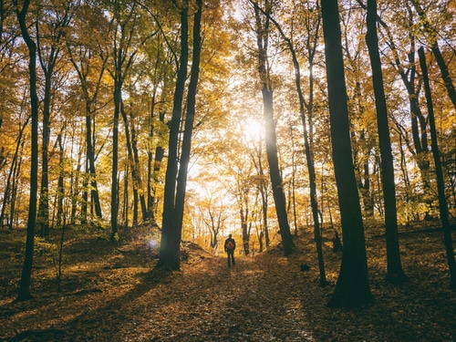 foret-automne-2 foret-automne-2