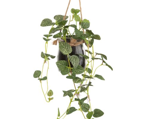 plante-verte plante-verte