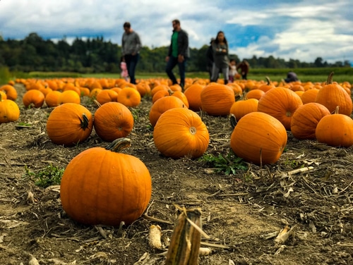 pumpkin-patch