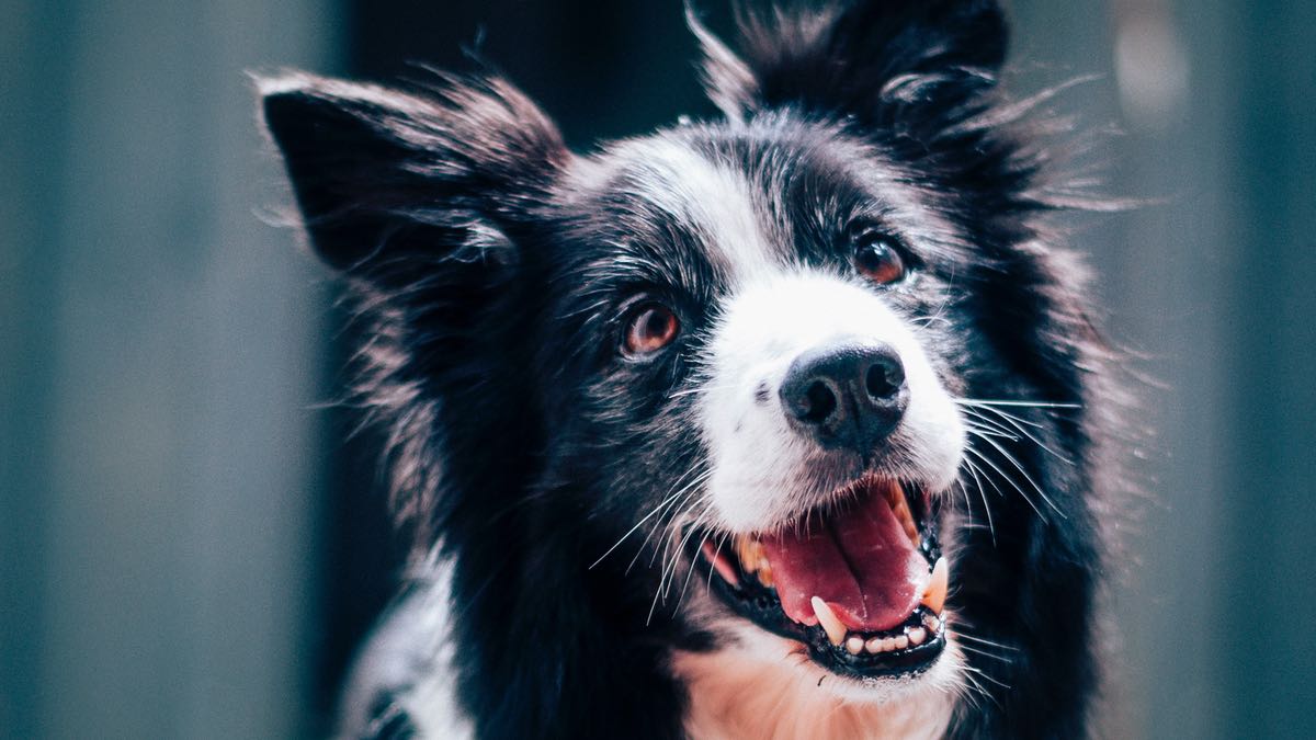 4 choses que j'aurais aimé savoir avant d'adopter un chien