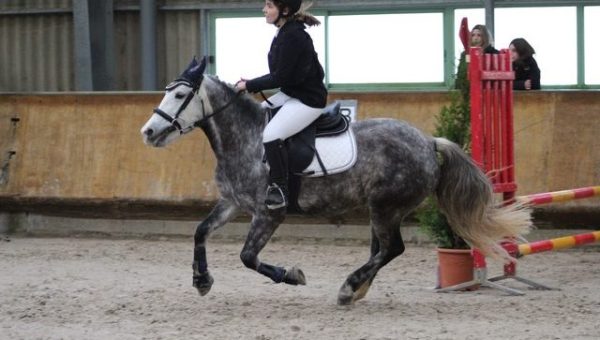 lecons-equitation