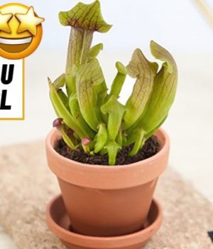 idée cadeau cool plante carnivore